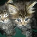 Photo of Boris And Bindi (Dual Adoption)