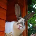 Photo of Prince Caspian And Crystal (Bonded Pair)