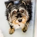 Photo of Scuffy ~ #1501646
