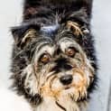 Photo of Scuffy ~ #1501646