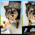 Photo of Scuffy ~ #1501646