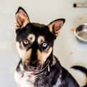 Photo of Roky ~ #1501669