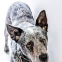 Photo of Shadow ~ #1501717