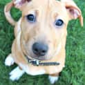 Photo of Abigail ~ Staffy X Fox Terrier (On Trial 22/4/15)
