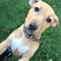 Photo of Abigail ~ Staffy X Fox Terrier (On Trial 22/4/15)