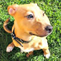Photo of Abigail ~ Staffy X Fox Terrier (On Trial 22/4/15)