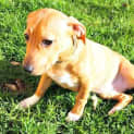 Photo of Abigail ~ Staffy X Fox Terrier (On Trial 22/4/15)