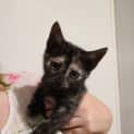 Photo of Lovebug Allira Is For Her Forever Home