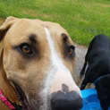 Photo of Ginger ~ Great Dane X (On Trial 26/4/15)