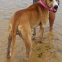Photo of Ginger ~ Great Dane X (On Trial 26/4/15)