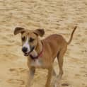 Photo of Ginger ~ Great Dane X (On Trial 26/4/15)