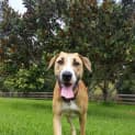 Photo of Ginger ~ Great Dane X (On Trial 26/4/15)