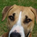 Photo of Ginger ~ Great Dane X (On Trial 26/4/15)