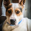 Photo of Puck ~ #1501851