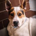 Photo of Puck ~ #1501851