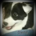 Photo of Crystal ~Border Collie