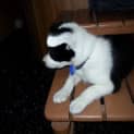 Photo of Crystal ~Border Collie