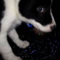 Photo of Crystal ~Border Collie