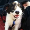 Photo of Crystal ~Border Collie