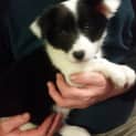 Photo of Crystal ~Border Collie