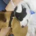 Photo of Crystal ~Border Collie
