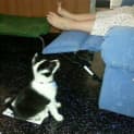 Photo of Crystal ~Border Collie