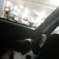 Photo of Crystal ~Border Collie