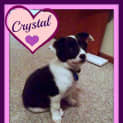 Photo of Crystal ~Border Collie