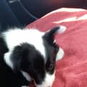 Photo of Crystal ~Border Collie