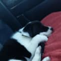 Photo of Crystal ~Border Collie
