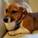 Photo of Myah ~ Foxy X Staffy Puppy (Trial 16/5/15)