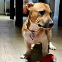 Photo of Myah ~ Foxy X Staffy Puppy (Trial 16/5/15)