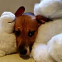 Photo of Myah ~ Foxy X Staffy Puppy (Trial 16/5/15)
