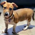 Photo of Myah ~ Foxy X Staffy Puppy (Trial 16/5/15)