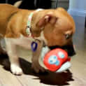 Photo of Myah ~ Foxy X Staffy Puppy (Trial 16/5/15)