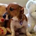 Photo of Myah ~ Foxy X Staffy Puppy (Trial 16/5/15)