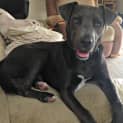 Photo of Blue ~ Kelpie X (Adopted 12/5/15)