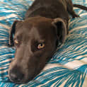 Photo of Blue ~ Kelpie X (Adopted 12/5/15)
