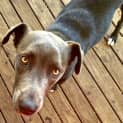 Photo of Blue ~ Kelpie X (Adopted 12/5/15)