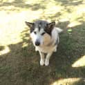 Photo of Harley