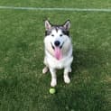 Photo of Harley