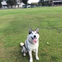Photo of Harley