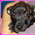 Photo of Walnut ~ Staffy X Mastiff Puppy (Trial 23/5/15)