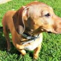 Photo of Franklin ~ American Staffy X Foxy (Trial 26/4/15)