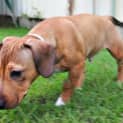 Photo of Franklin ~ American Staffy X Foxy (Trial 26/4/15)