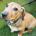 Photo of Franklin ~ American Staffy X Foxy (Trial 26/4/15)