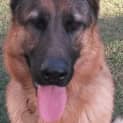 Photo of Fenton On Hold Pending Adoption