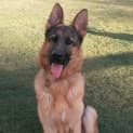Photo of Fenton On Hold Pending Adoption