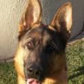 Photo of Fenton On Hold Pending Adoption
