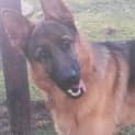 Photo of Fenton On Hold Pending Adoption